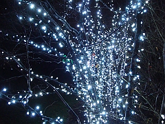 118 Toledo Zoo Light Show [2008 Dec 27]